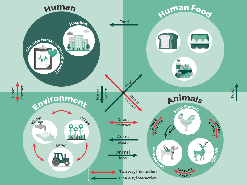 The image is adapted from the UK National Action Plan Policy document. It shows possible interactions where AMR can move between humans, human food, the environment and animals. Some of these interactions are one way, such as human food to humans and others are two way such as between